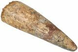 Bargain, Fossil Spinosaurus Tooth - Real Dinosaur Tooth #310161-1